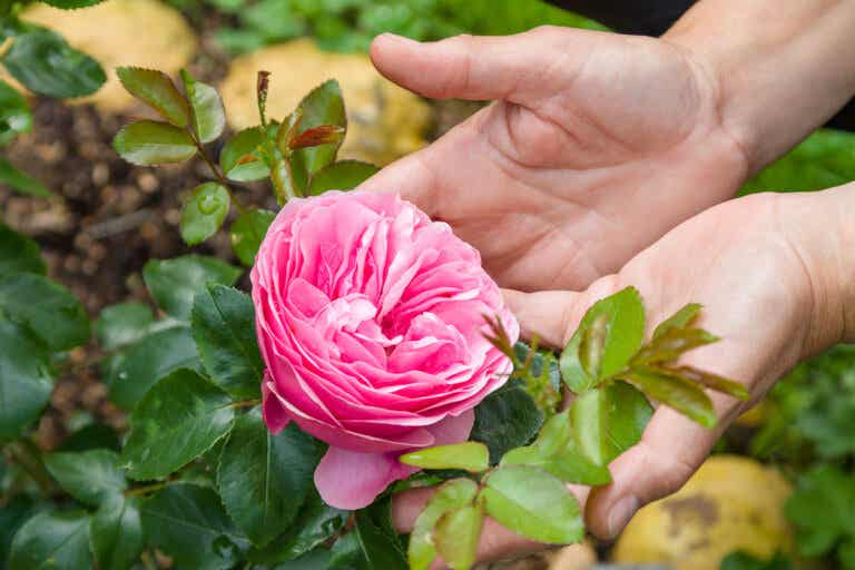 Roses: what you should know for their care