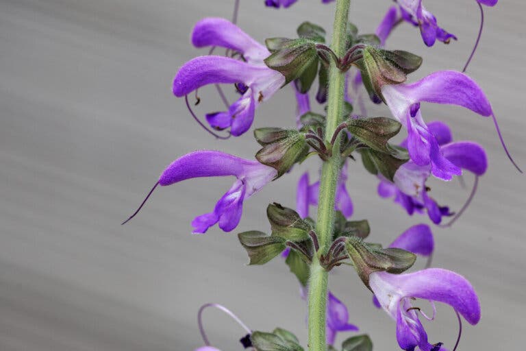 Salvia roja: características, usos y beneficios