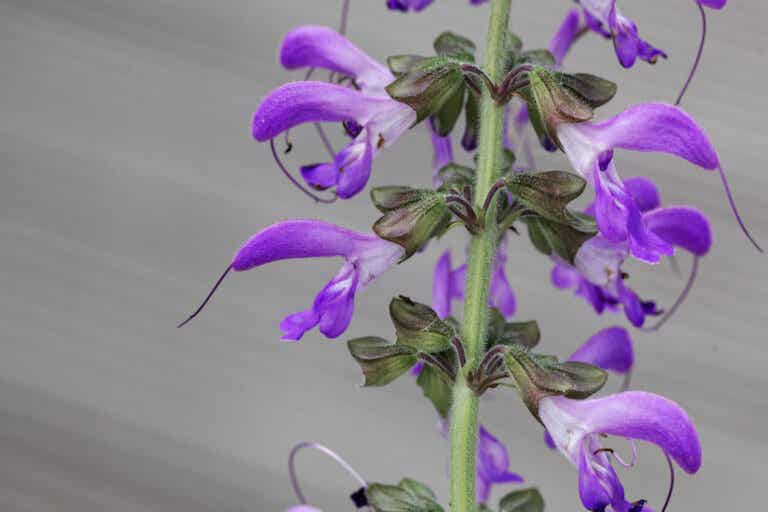 Salvia roja: características, usos y beneficios