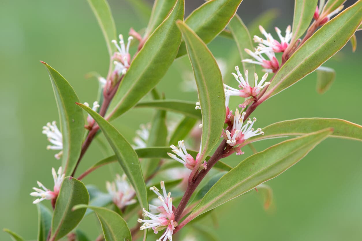 Sarcococca hookeriana, plantas con flores que resisten el frío.