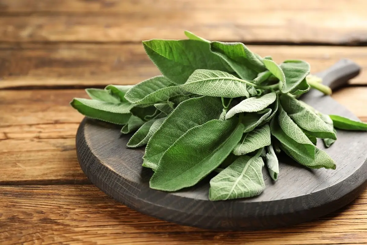 Usos de la salvia en la cocina.