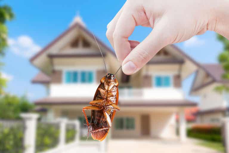 5 common spring pests and how to avoid them at home