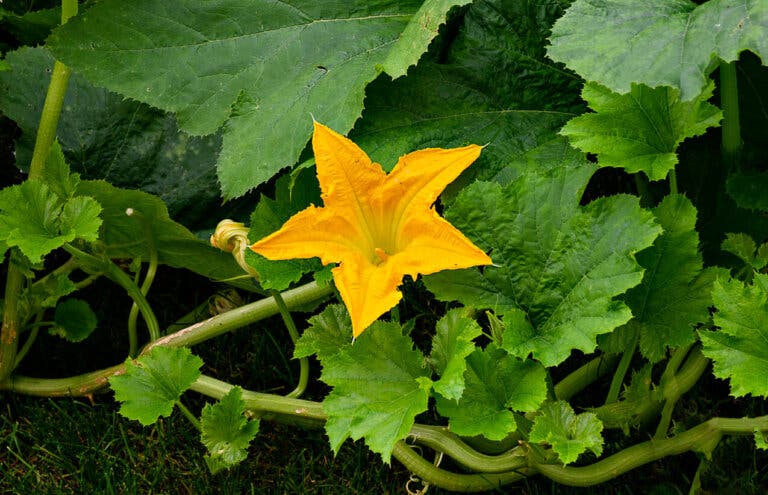 Té de flor de calabaza: propiedades, usos y preparación