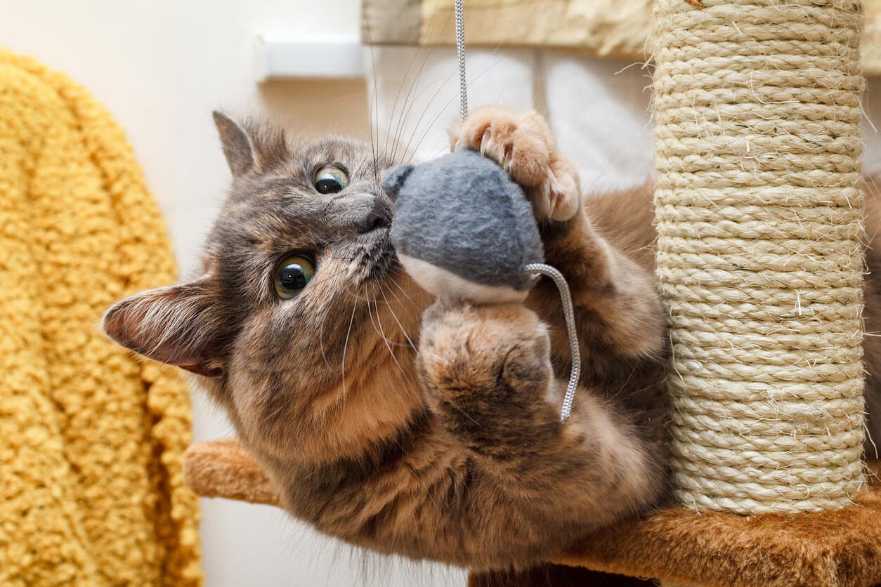 Gato con pelota de trapo.