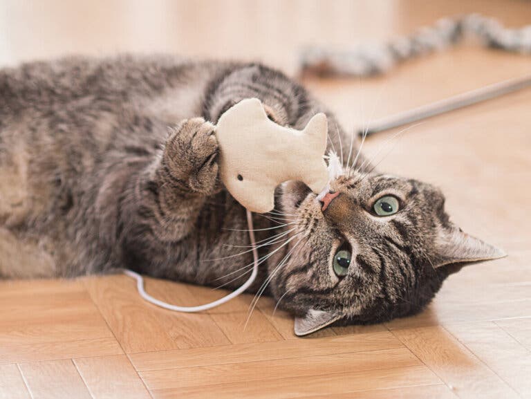 5 juegos fáciles para entretener a tu gato en la casa