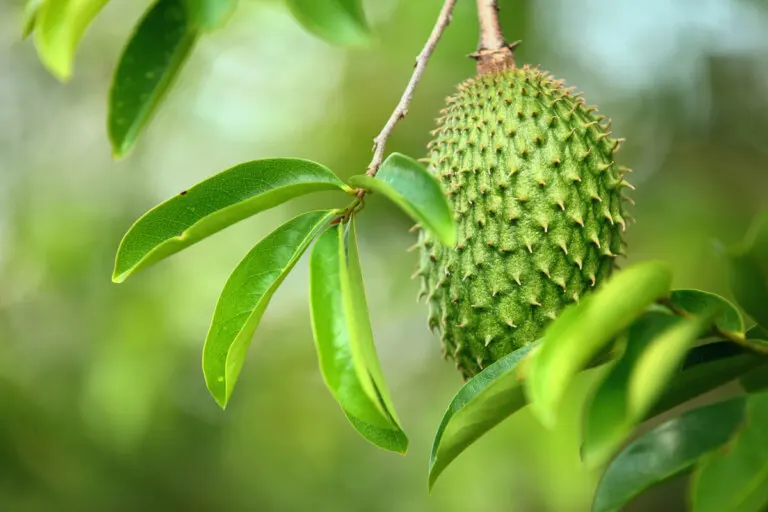 Hoja de guanábana: propiedades nutricionales, usos y preparación