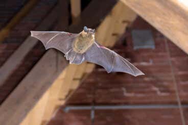 ¿Cómo ahuyentar murciélagos? 9 métodos efectivos