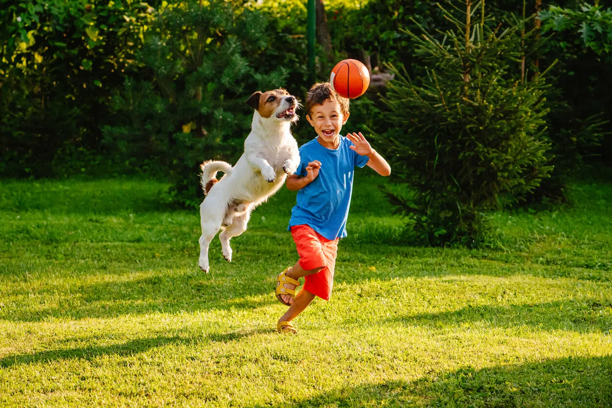 Jouet pour animal de compagnie et enfant à donner lors du déménagement