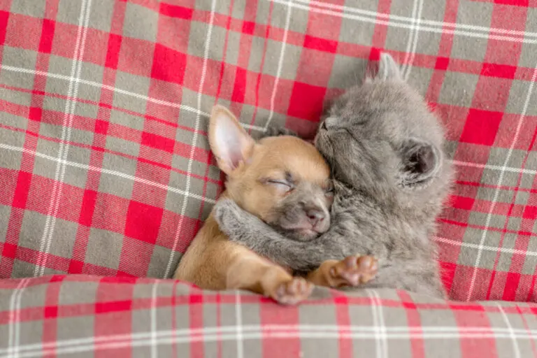 ¿Cómo remover el pelo de las mascotas de la ropa de cama?