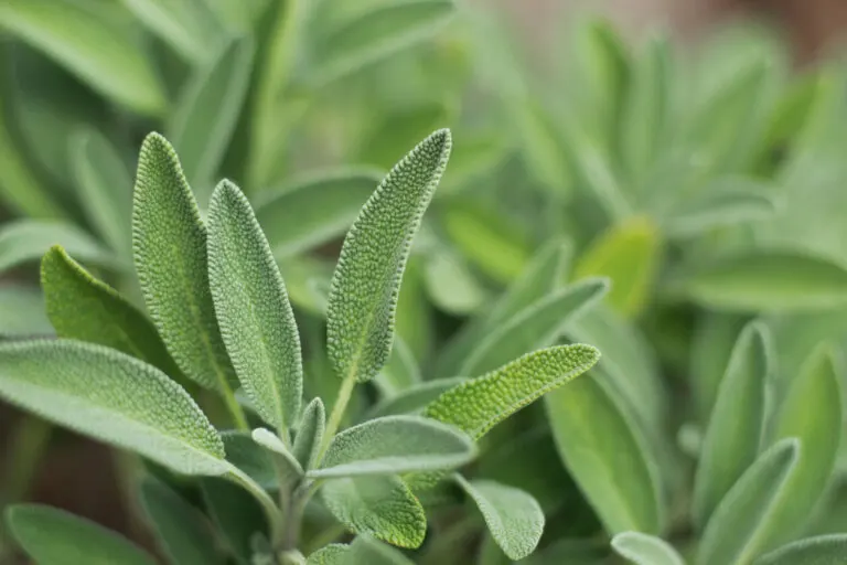 Tipos de salvia y sus propiedades