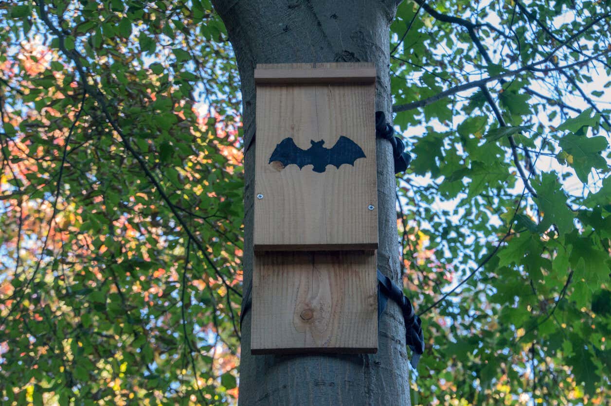 Refugio para murciélago.