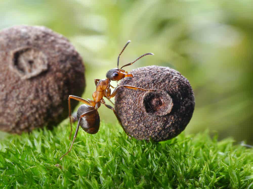 La carga de una hormiga