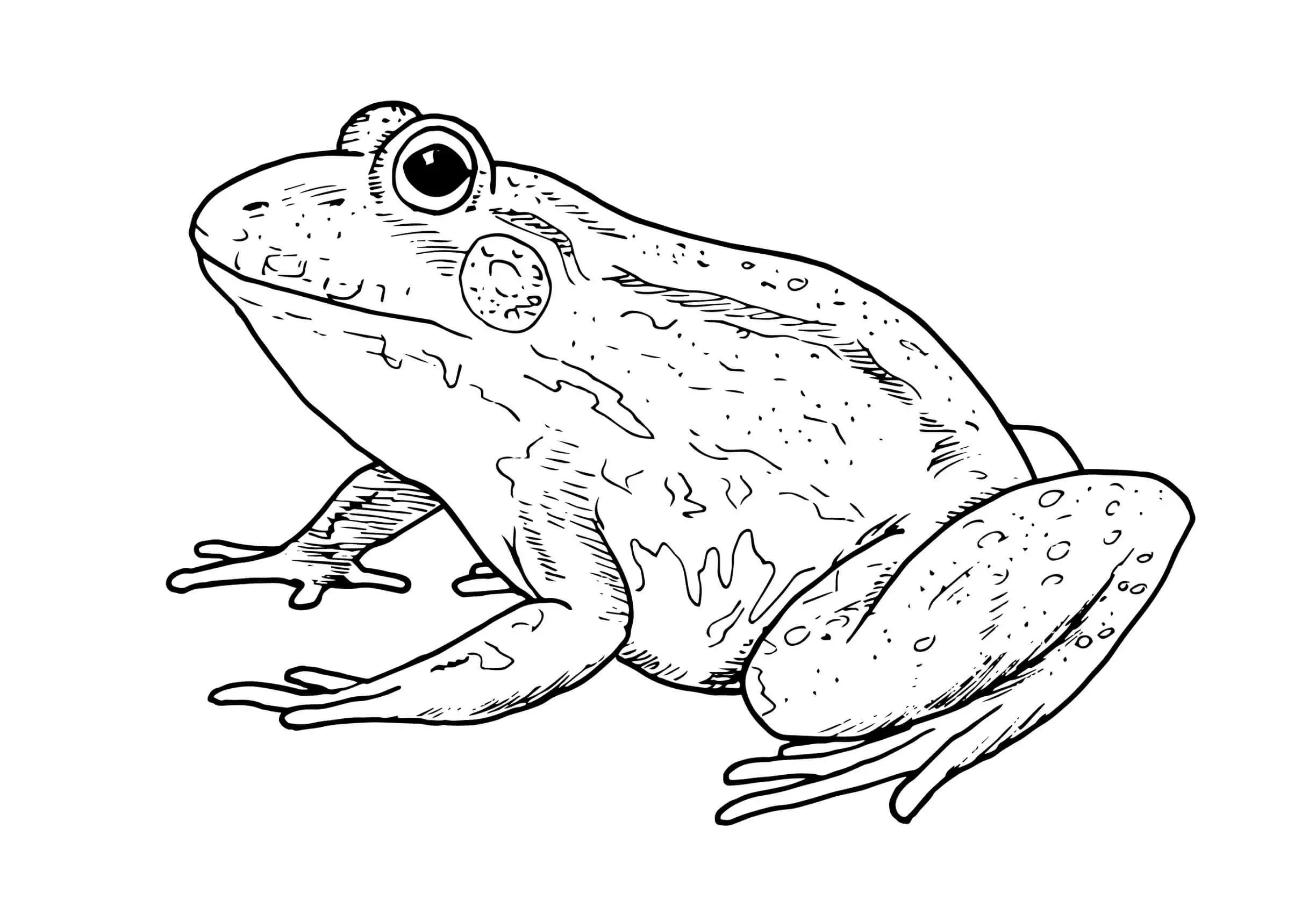 Rana.