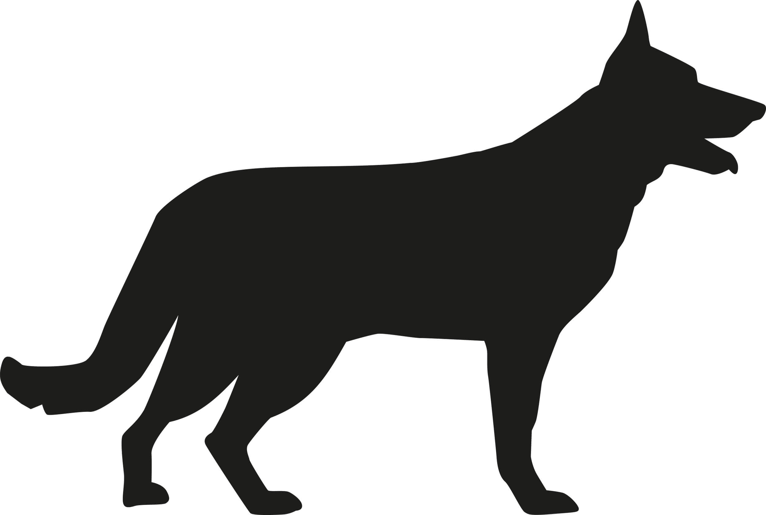La imagen del perro.