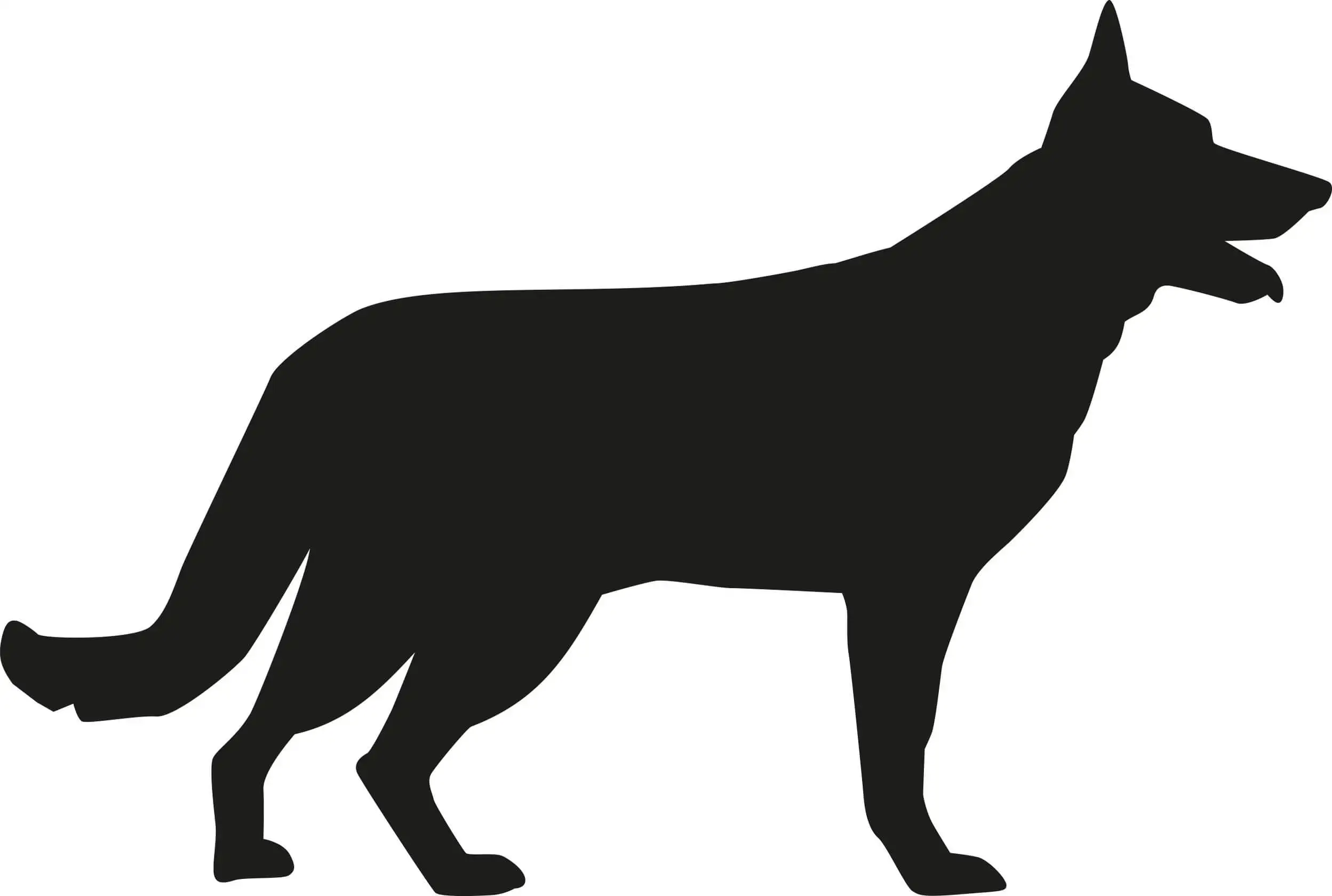 La imagen del perro.