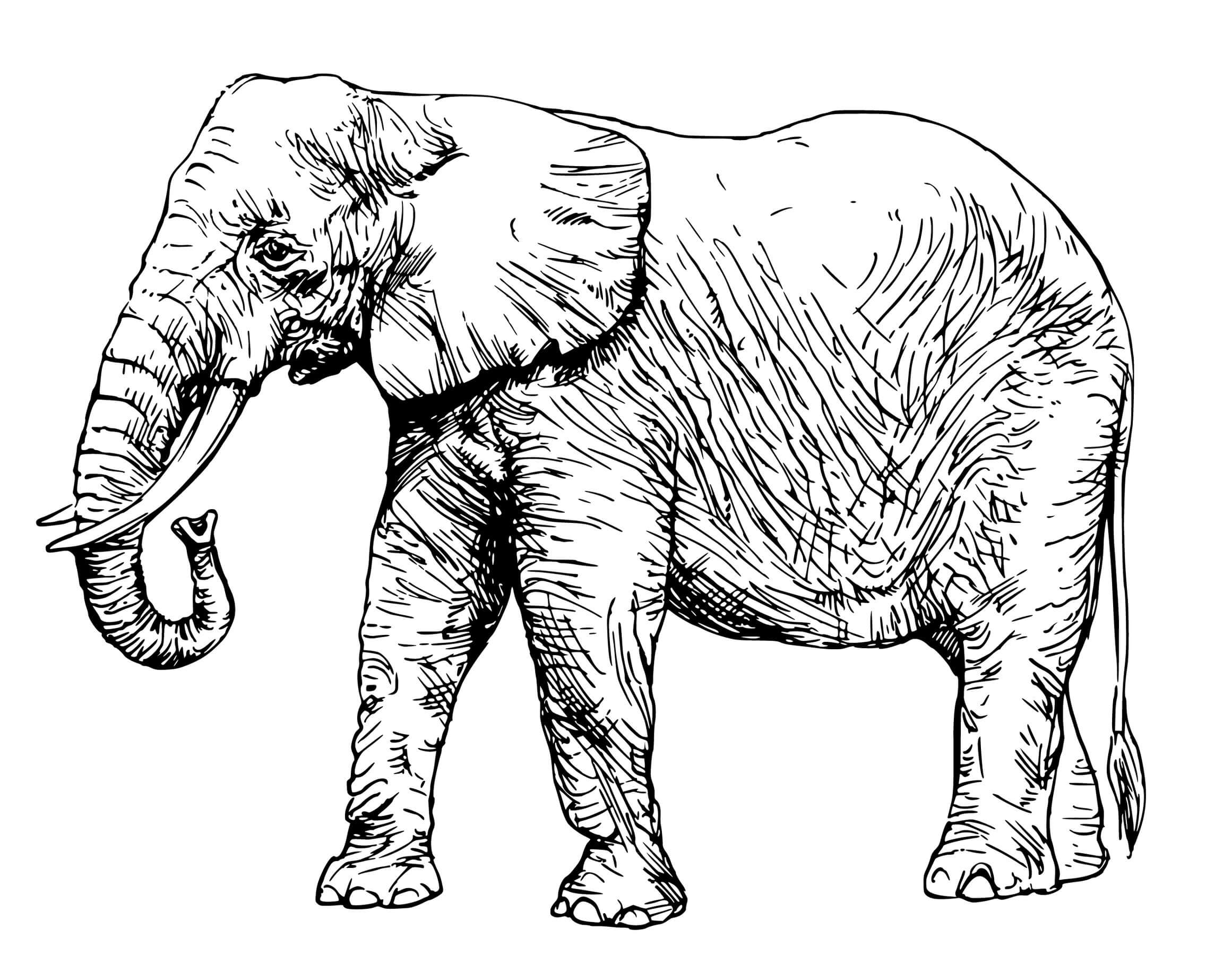 Elefante.