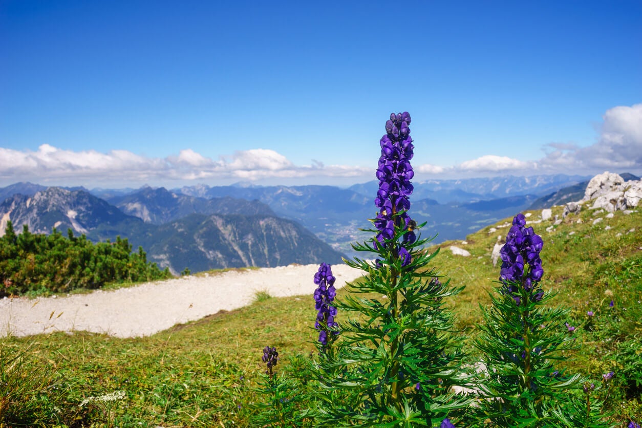 Fjellplanter for alpine hager