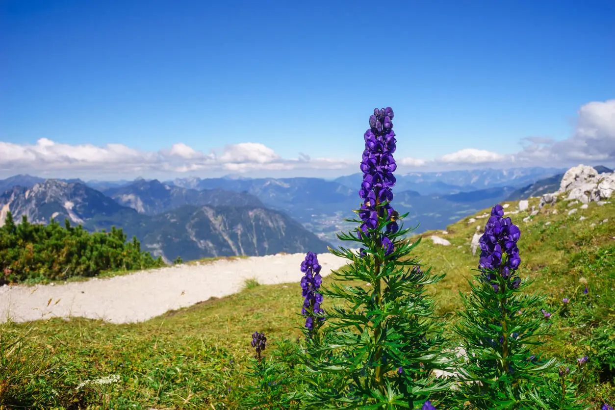 Plante de montagne pour jardin alpin.