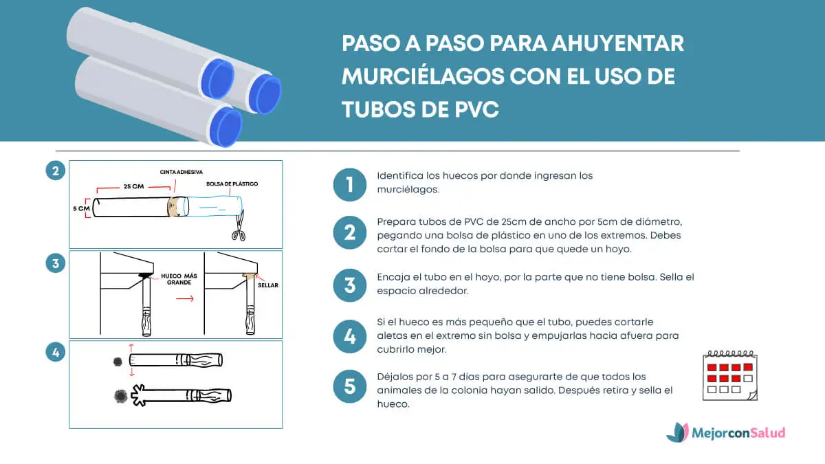 Paso a paso para ahuyentar murciélagos con el uso de tubos de PVC.