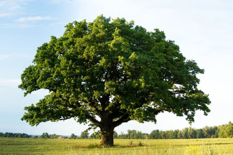 Madera de roble: características y principales usos