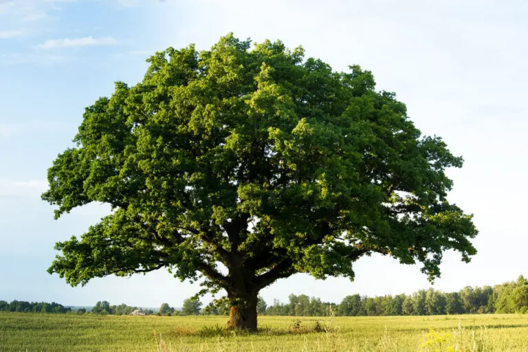 Madera de roble: características y principales usos