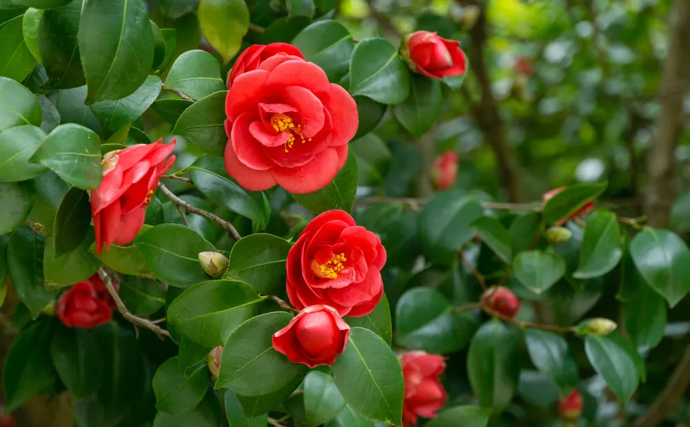 Camelia para colocar alrededor de la piscina.