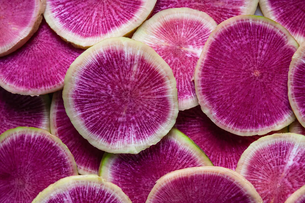 Daikon sandía.
