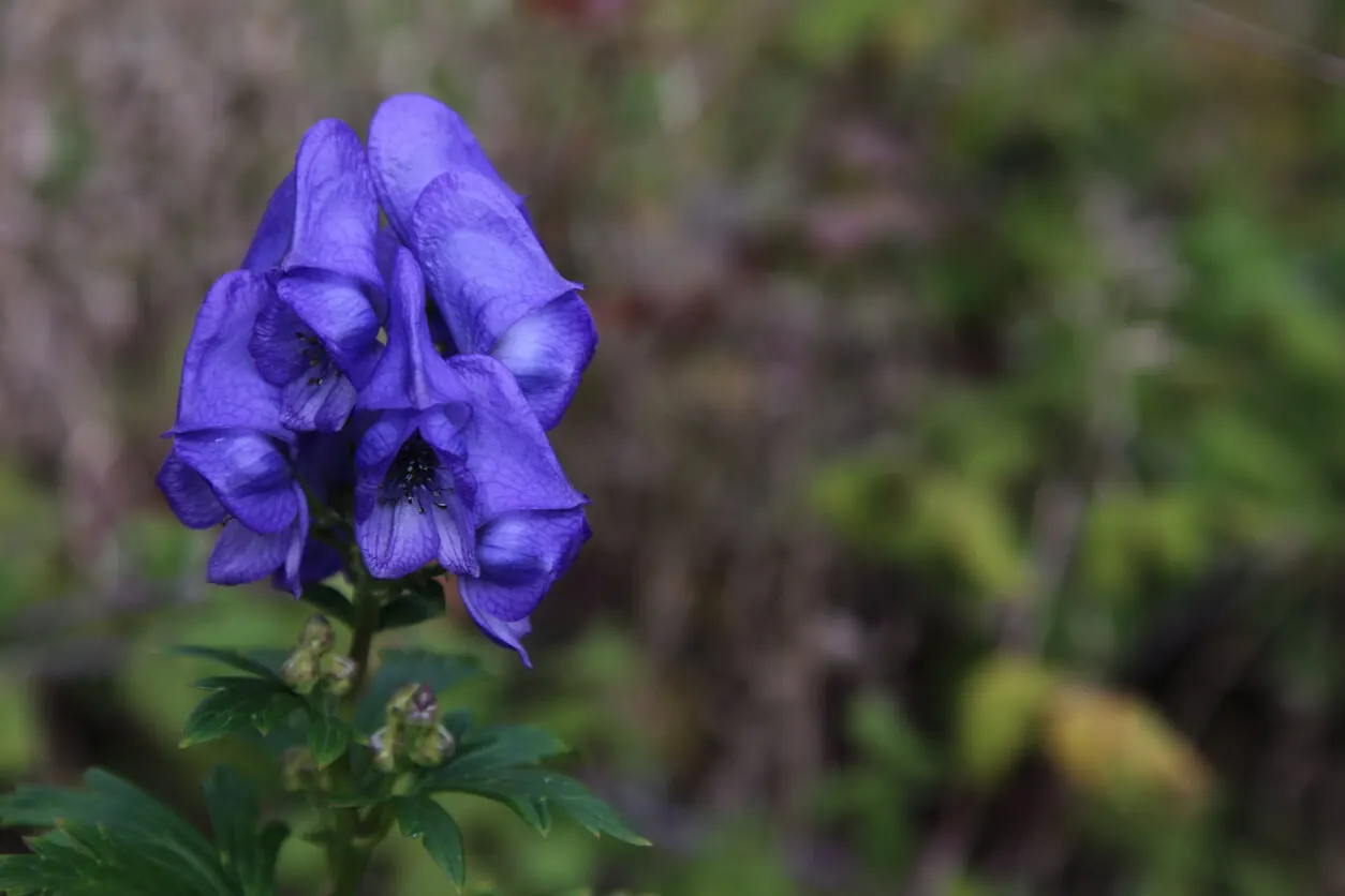 Fiore di aconito per uso medicinale.