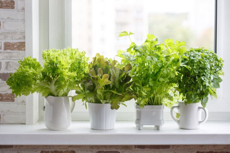 11 plantas que atraen energías positivas