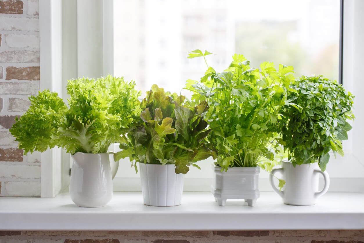 11 plantas aromáticas para tener en el interior de la casa