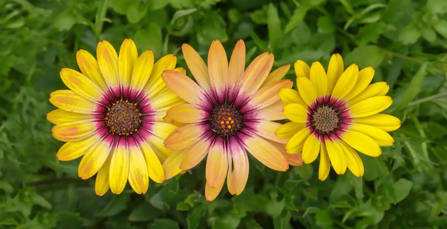 Gerberas para neutralizar el olor a tabaco.