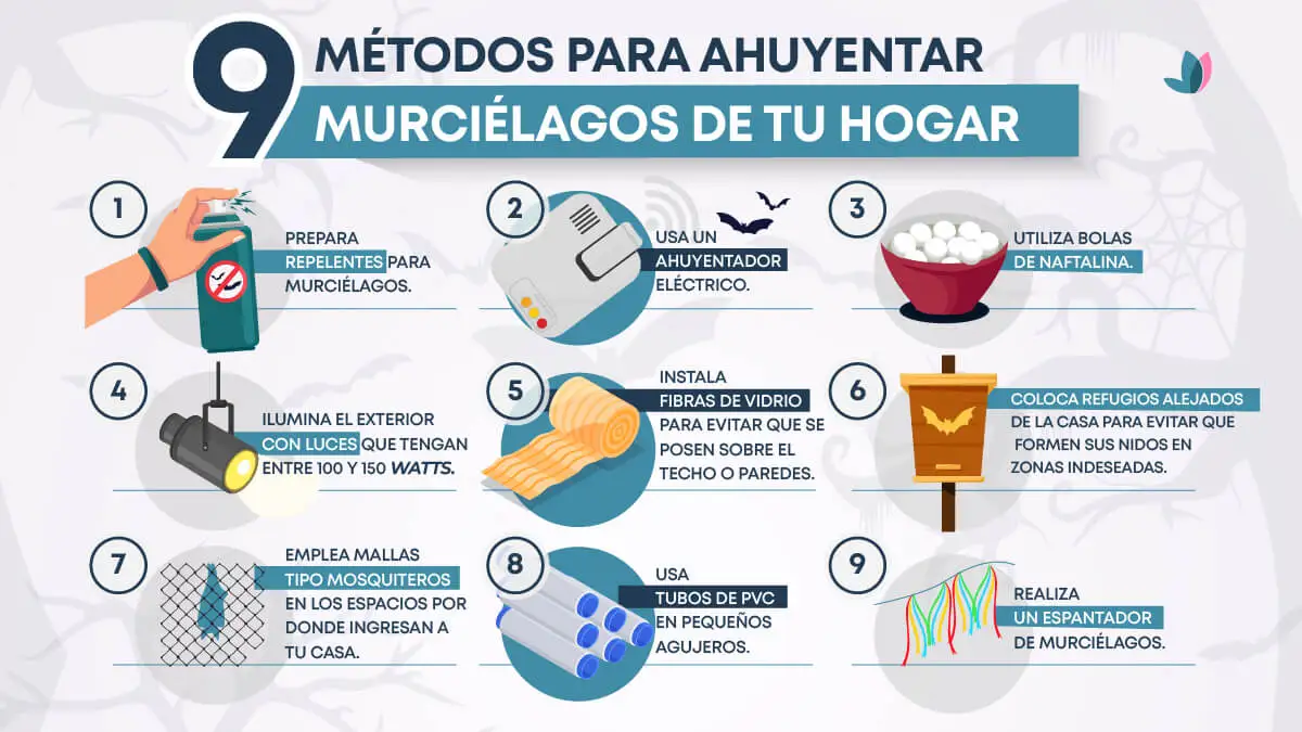 Métodos efectivos para ahuyentar murciélagos de tu hogar.