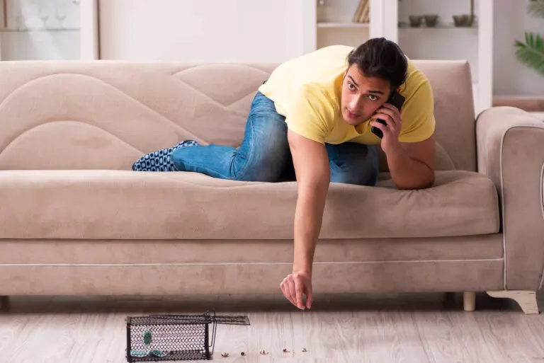 Como sacar un ratón de la casa de forma segura y sin matarlo