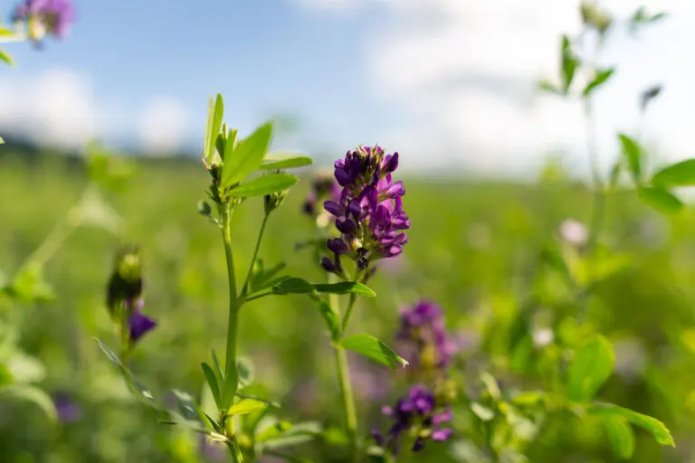 ¿La alfalfa ayuda a incrementar la producción de leche materna?