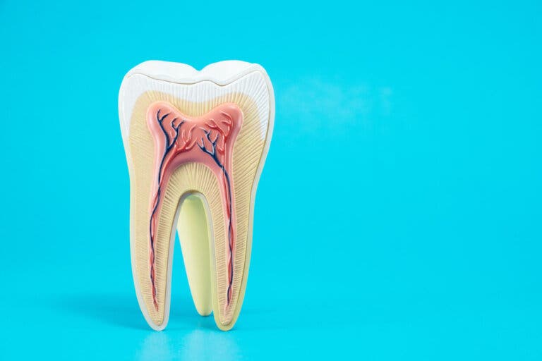 ¿Es posible la regeneración dental con células madre?