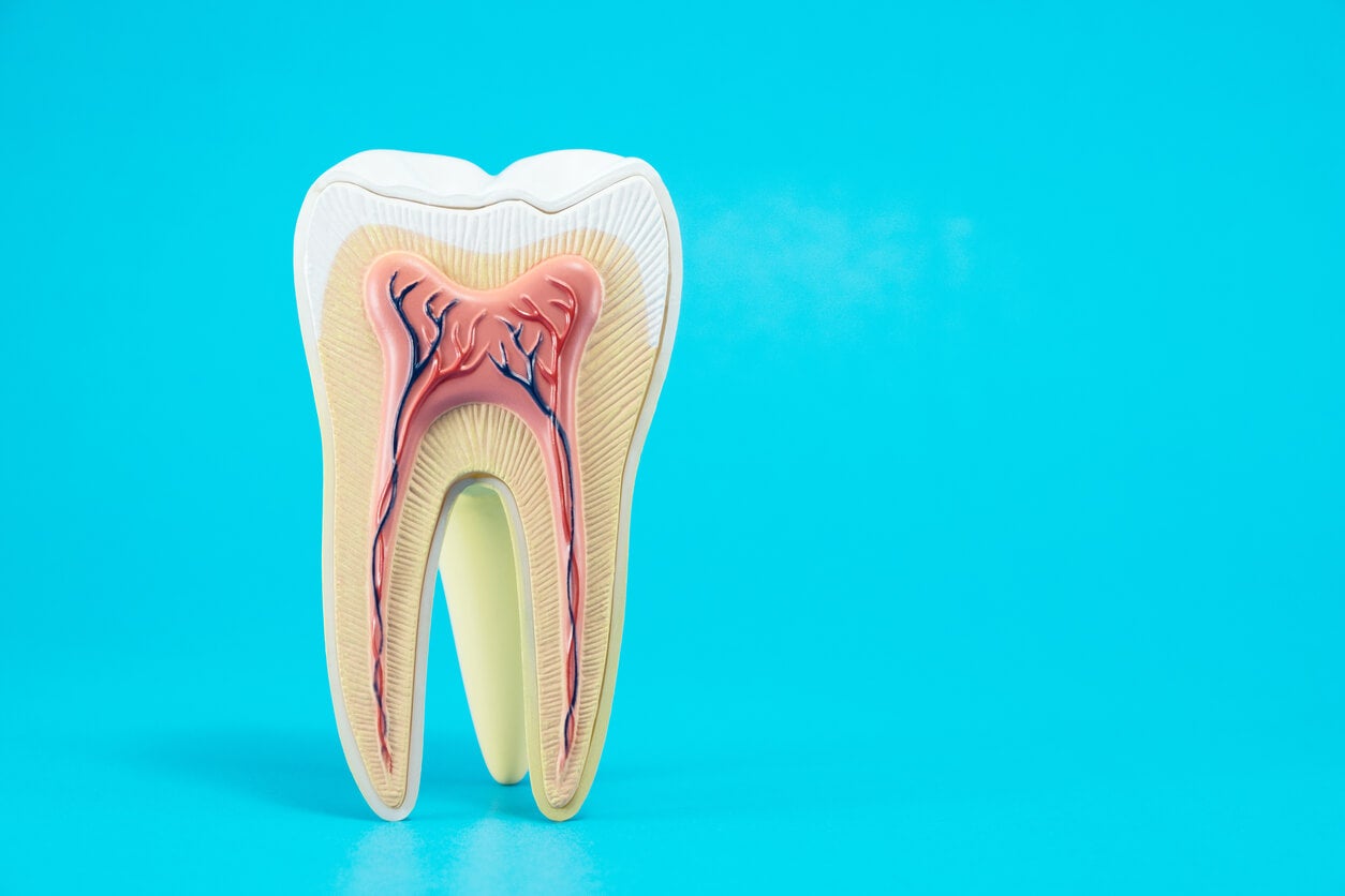 Zahnzement - Schaubild eines Zahns
