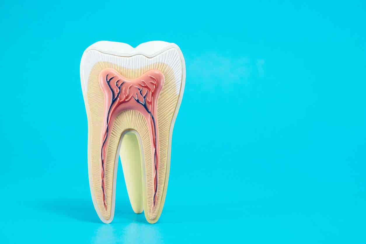 Zahnzement - Schaubild eines Zahns
