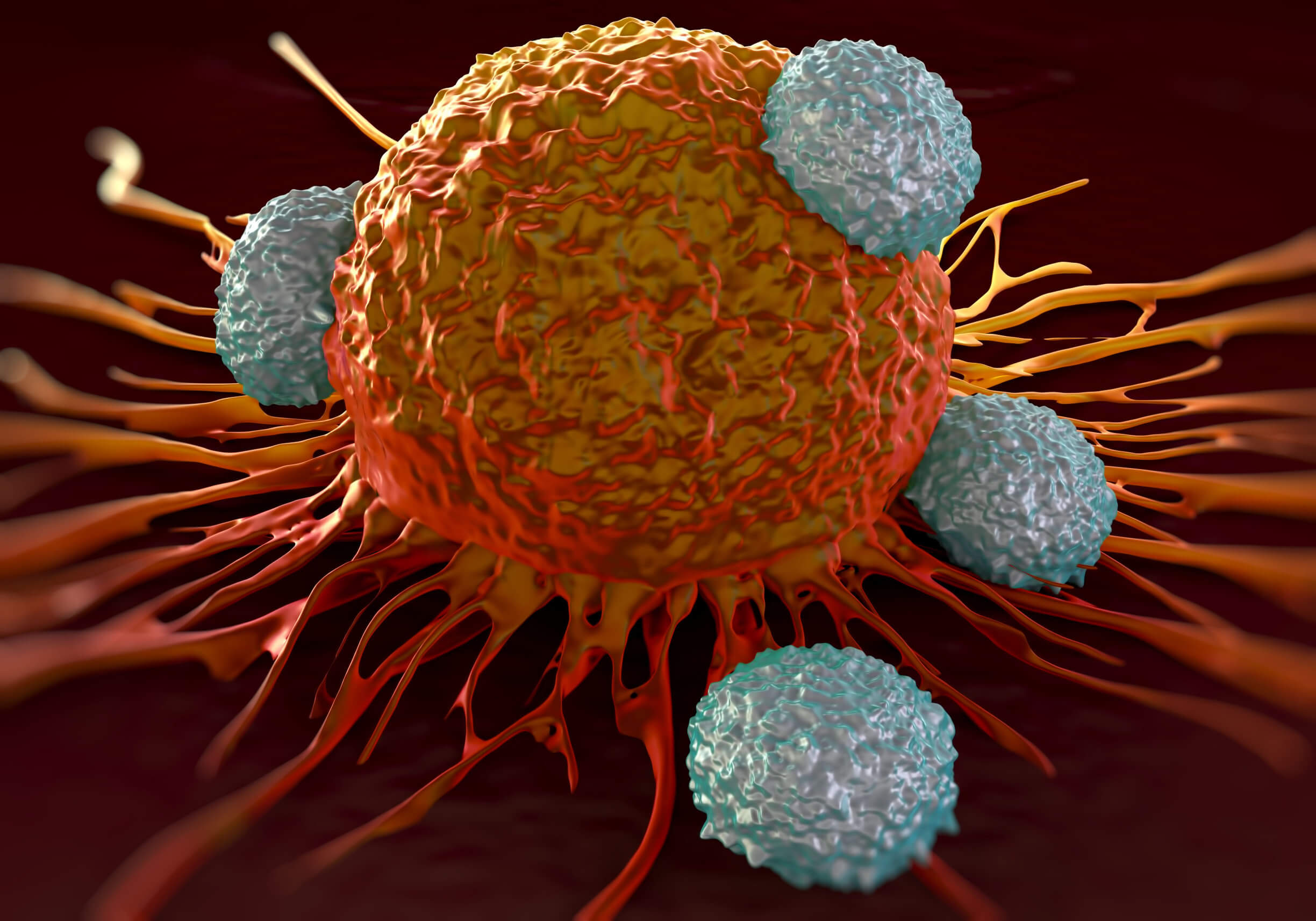 Cellules tumorales traitées par photoimmunothérapie.