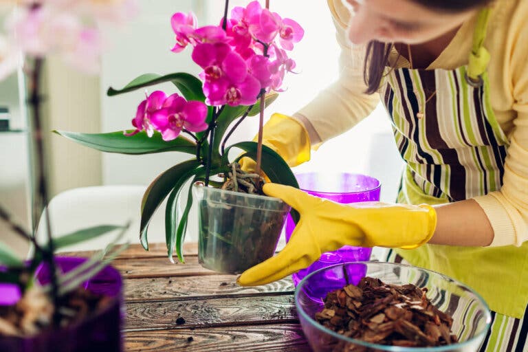 Guía para cuidar las orquídeas antes y después de la floración