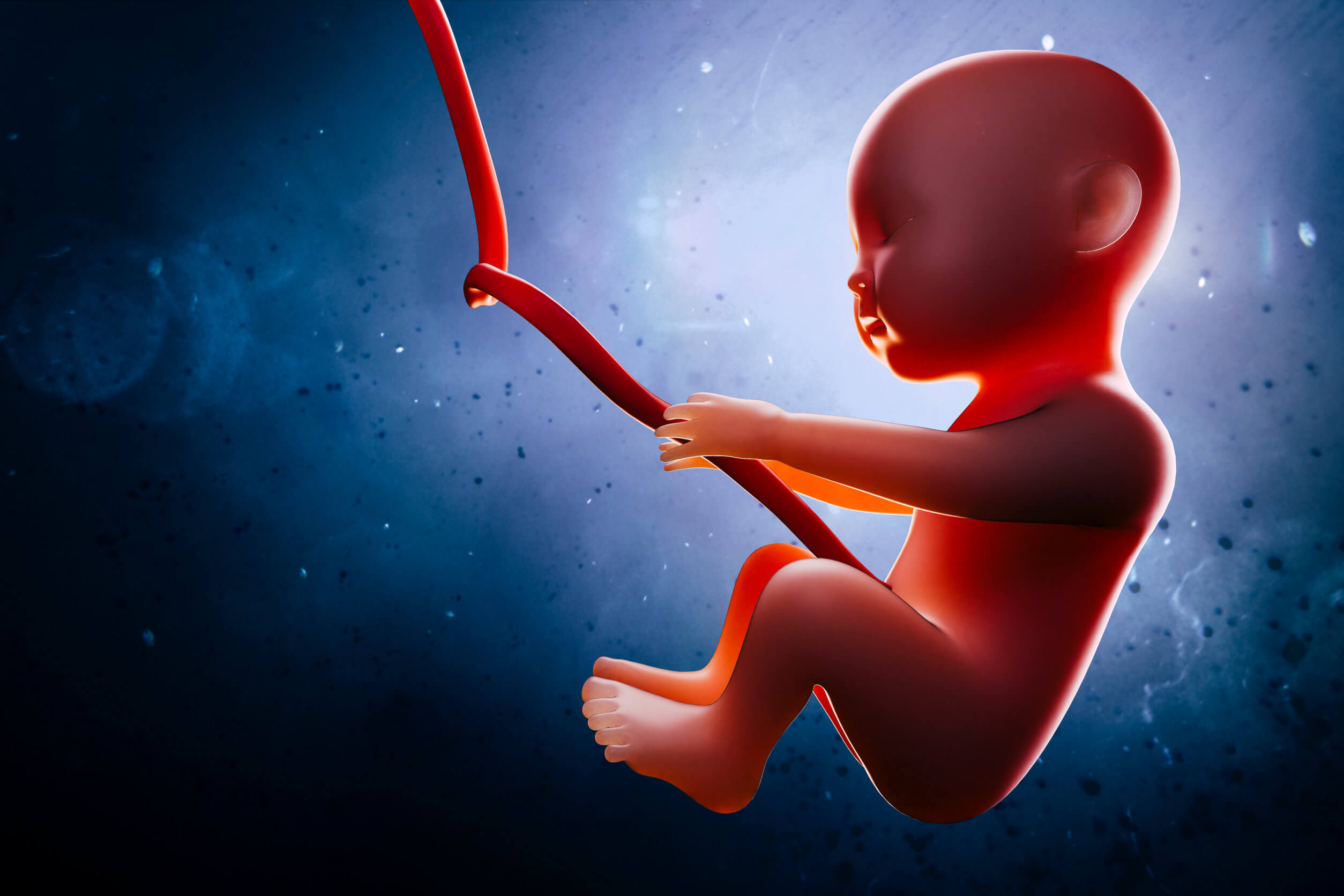 Fœtus avec placenta devant.