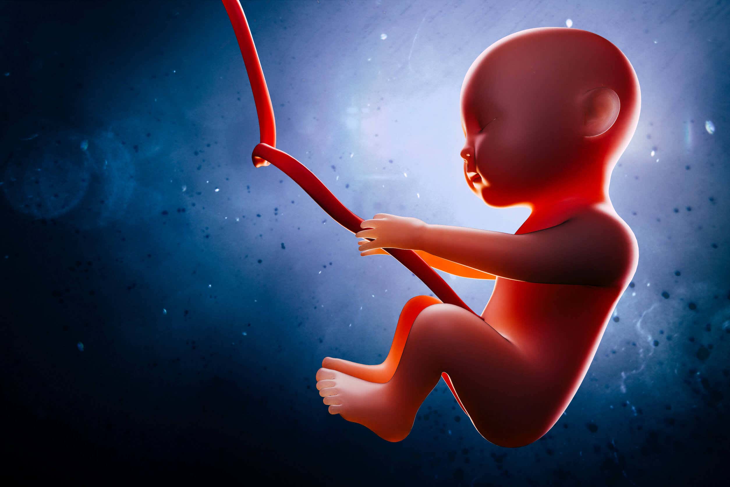 Un fœtus qui se développe sexuellement dans l'utérus.