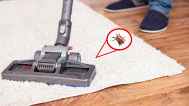Guía completa para deshacerse de las pulgas en la casa