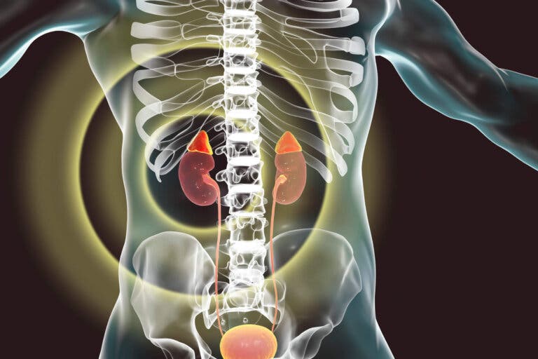 Corticotropina: qué es y cómo funciona