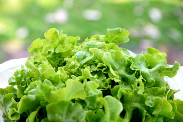 ¿El té de lechuga sirve para ayudar a dormir mejor?