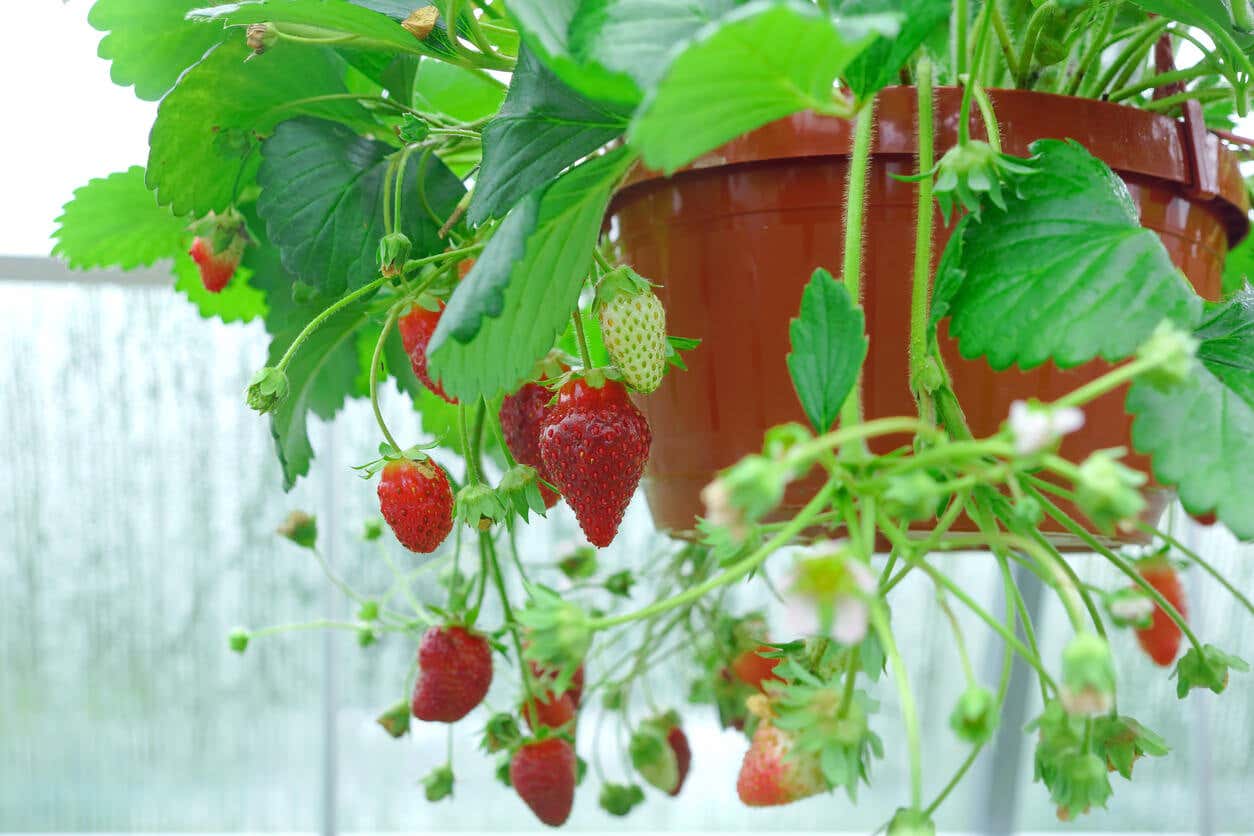 Maceta colgante de fresas para decorar un jardín con poco espacio