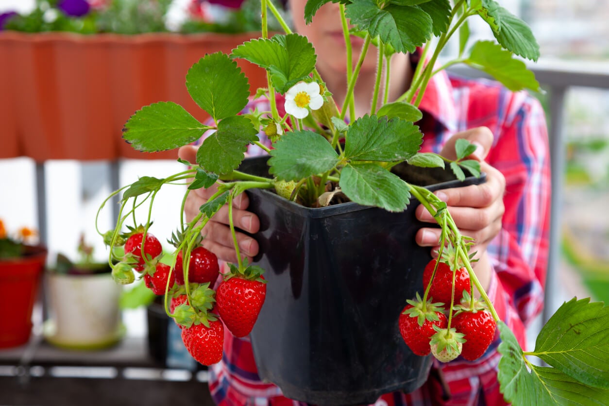 Consejos para cultivar fresas en macetas