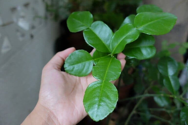 ¿Qué son las hojas de lima y cómo utilizarlas en la cocina?