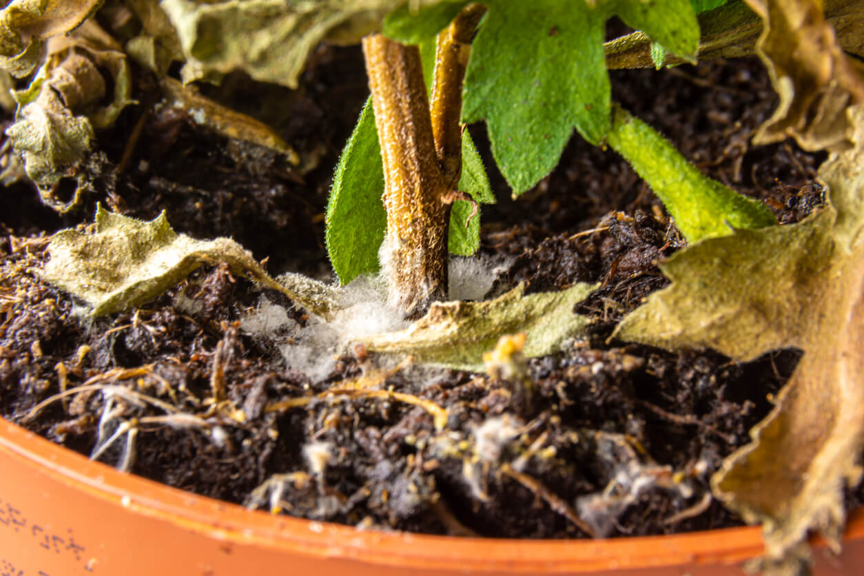 Cómo eliminar el moho blanco en la tierra de las plantas