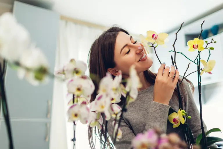 Lo que debes saber para el cultivo de las orquídeas