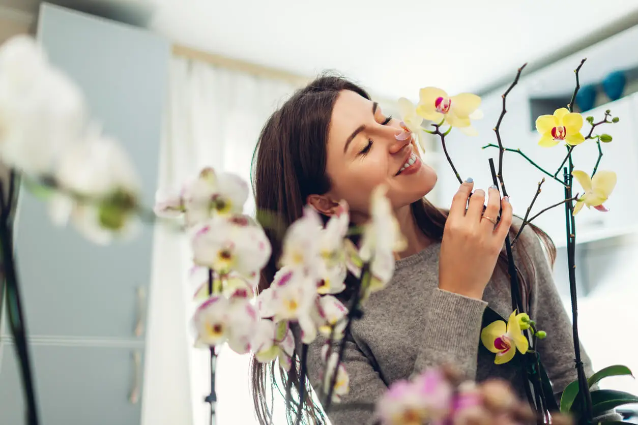 Orquídeas son plantas hipoalergénicas.